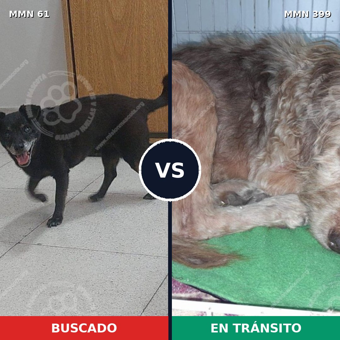 Comparativa MMS 2270: mascota perdida y mascota encontrada, 75% de similitud