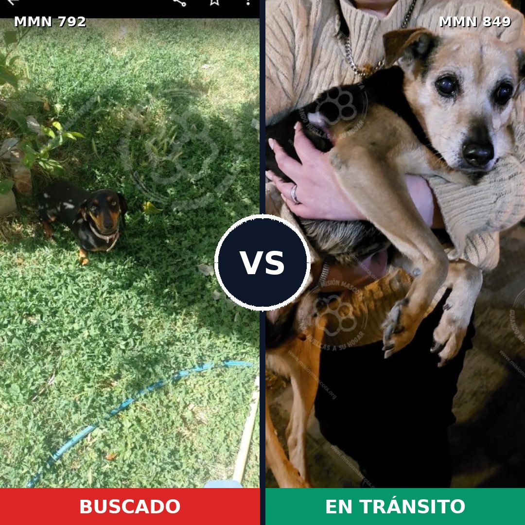 Comparativa MMS 22701: mascota perdida y mascota encontrada, 21% de similitud
