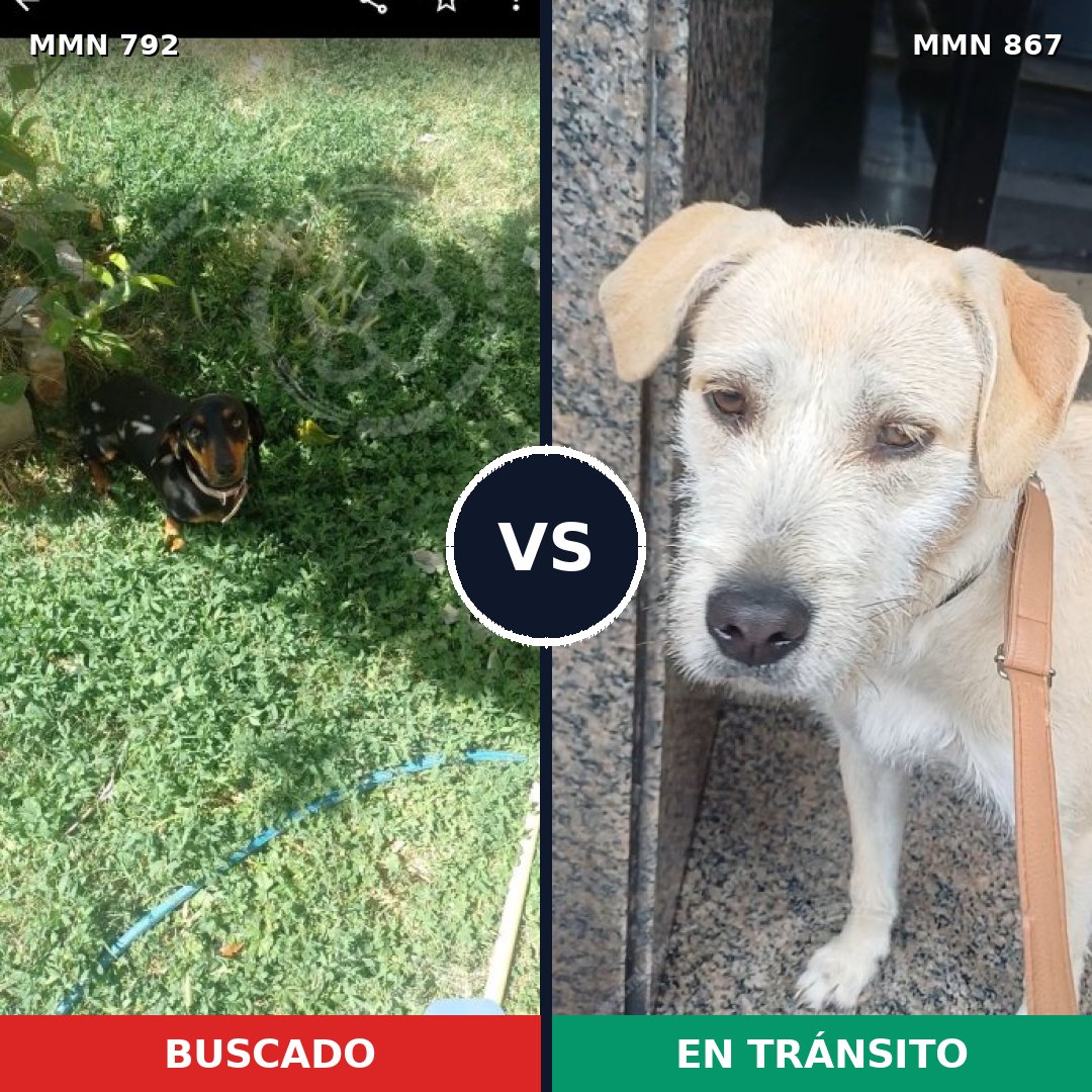 Comparativa MMS 22703: mascota perdida y mascota encontrada, 18% de similitud