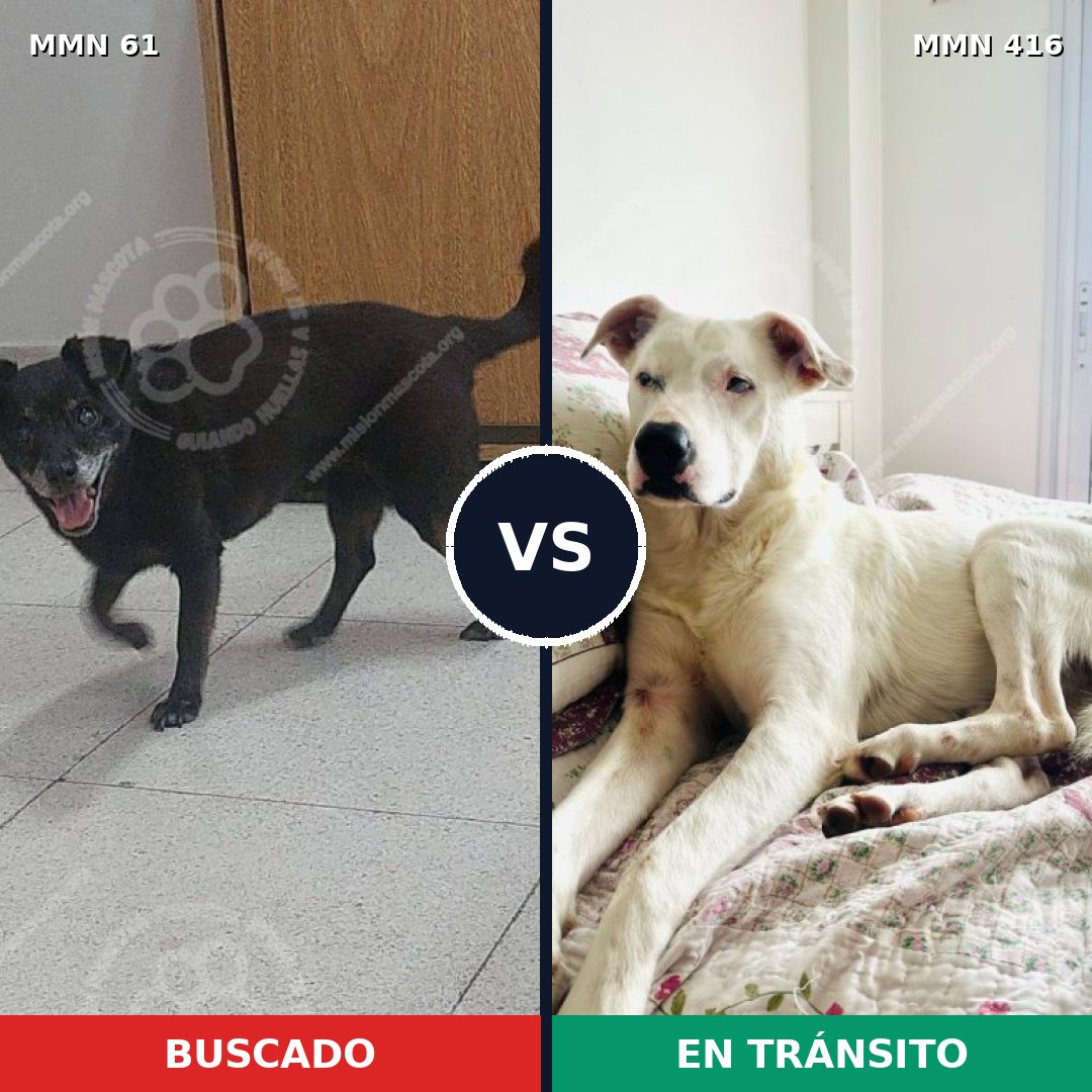 Comparativa MMS 2271: mascota perdida y mascota encontrada, 60% de similitud