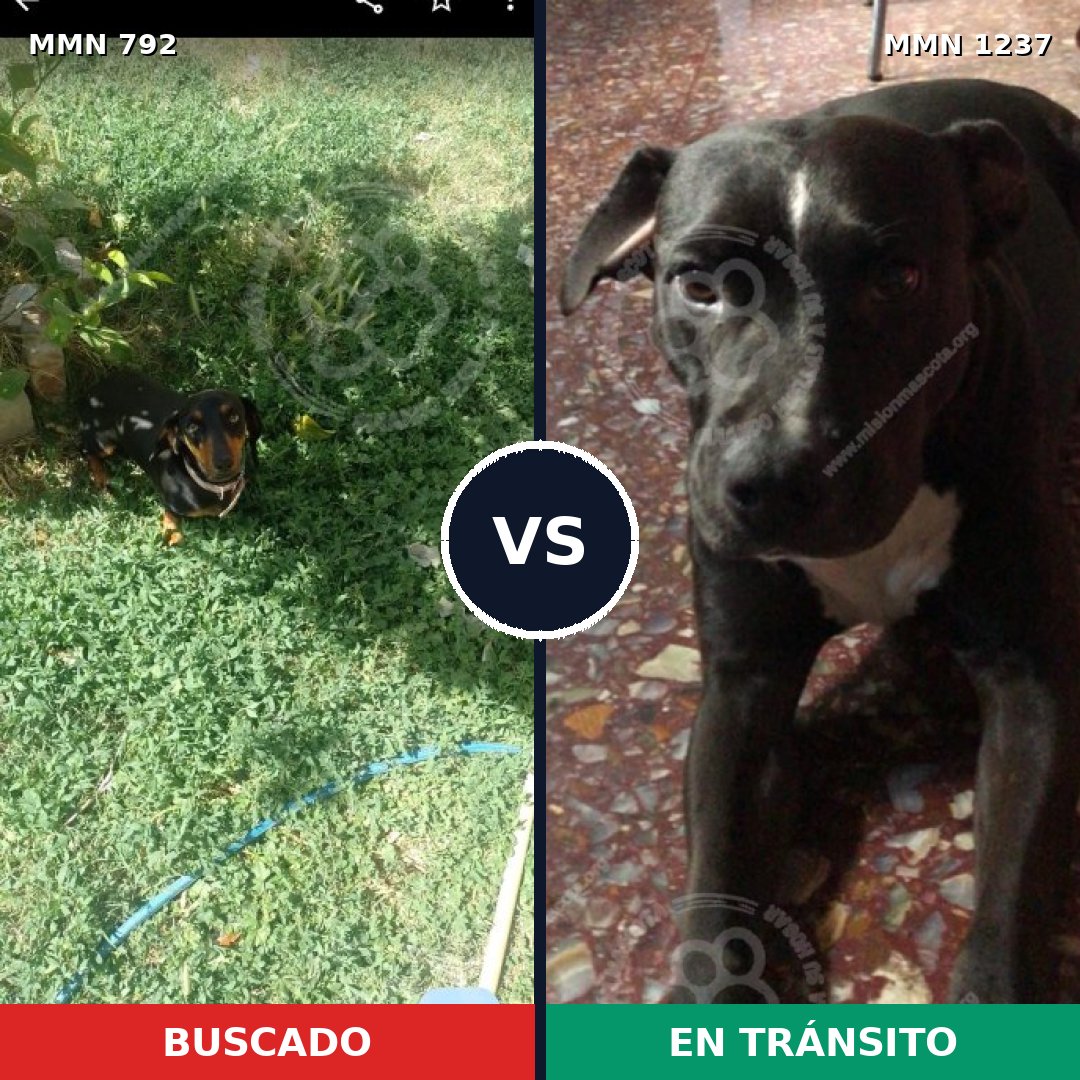 Comparativa MMS 22711: mascota perdida y mascota encontrada, 25% de similitud