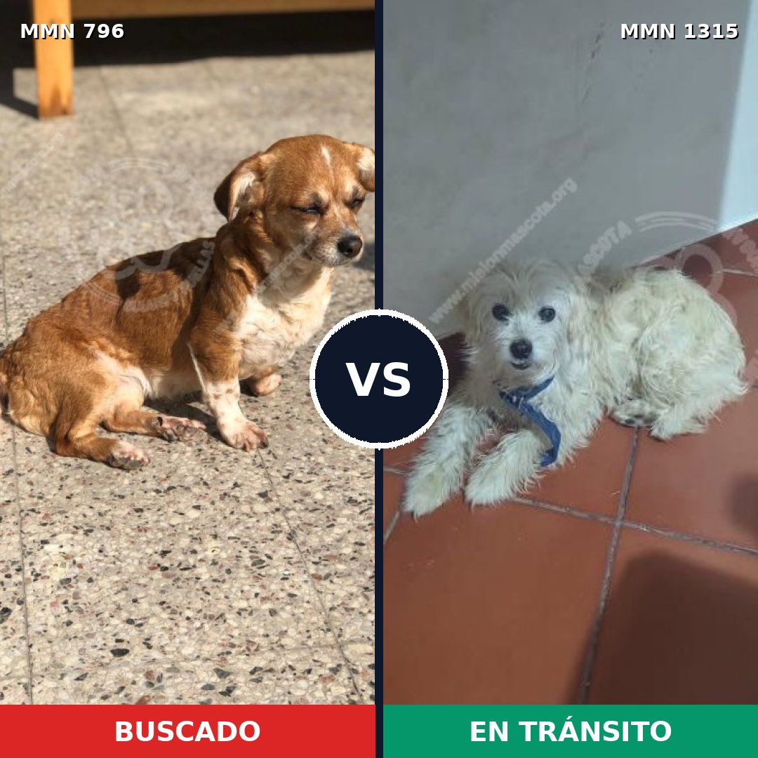 Comparativa MMS 22717: mascota perdida y mascota encontrada, 63% de similitud
