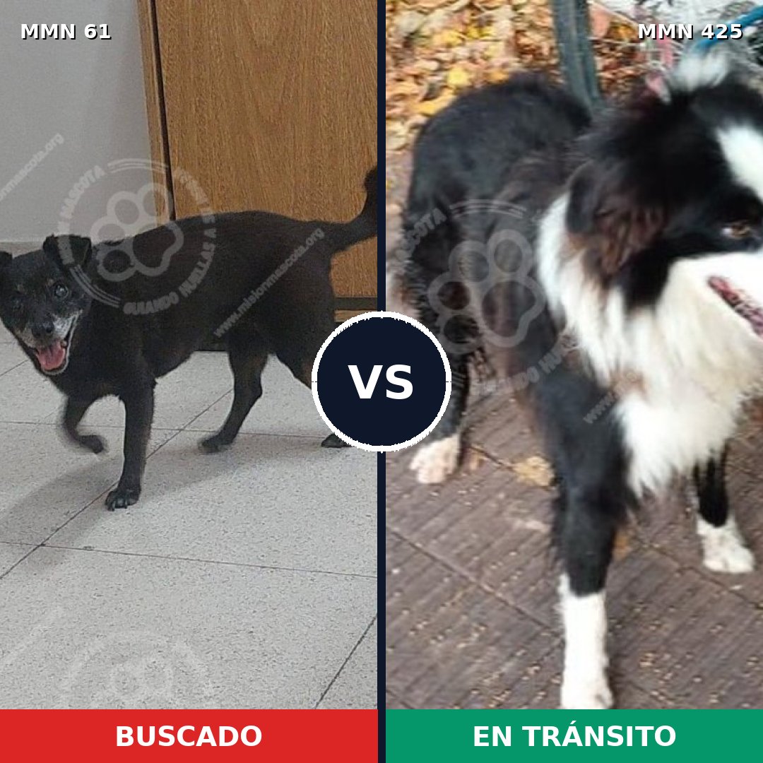 Comparativa MMS 2273: mascota perdida y mascota encontrada, 70% de similitud