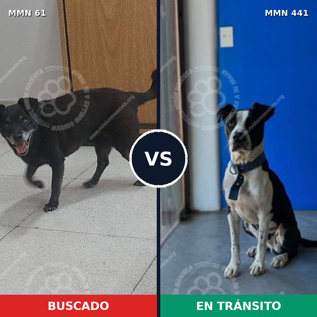 Comparativa MMS 2274: mascota perdida y mascota encontrada, 72% de similitud