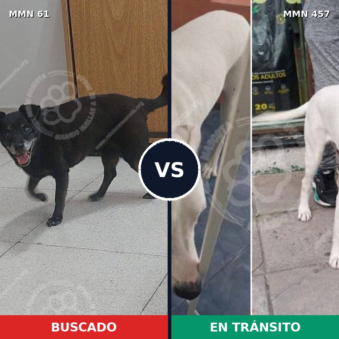 Comparativa MMS 2277: mascota perdida y mascota encontrada, 73% de similitud