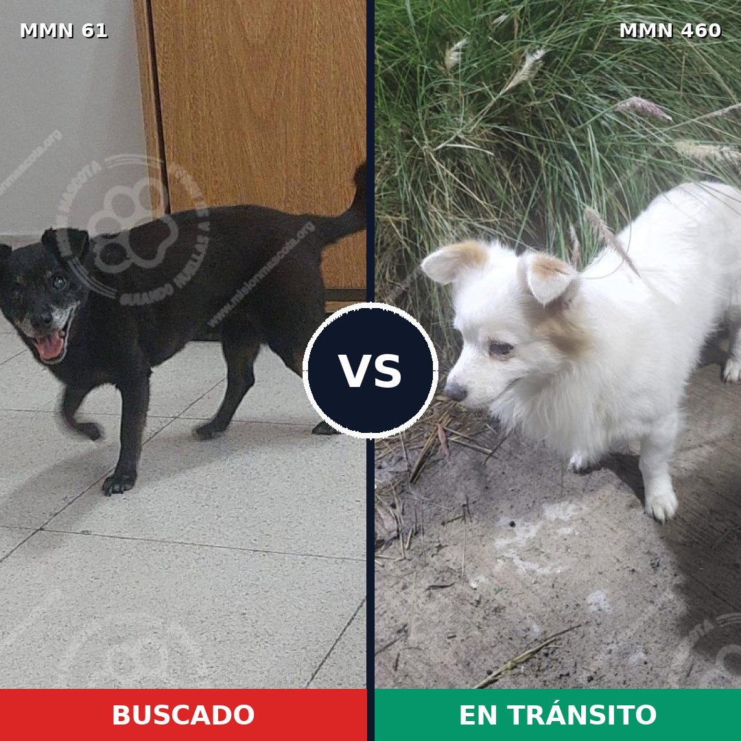 Comparativa MMS 2278: mascota perdida y mascota encontrada, 58% de similitud