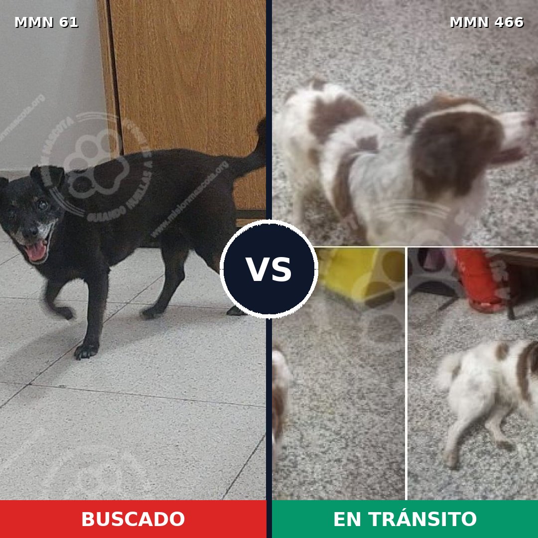 Comparativa MMS 2279: mascota perdida y mascota encontrada, 71% de similitud