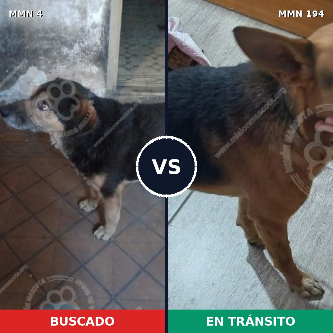 Comparativa MMS 228: mascota perdida y mascota encontrada, 78% de similitud