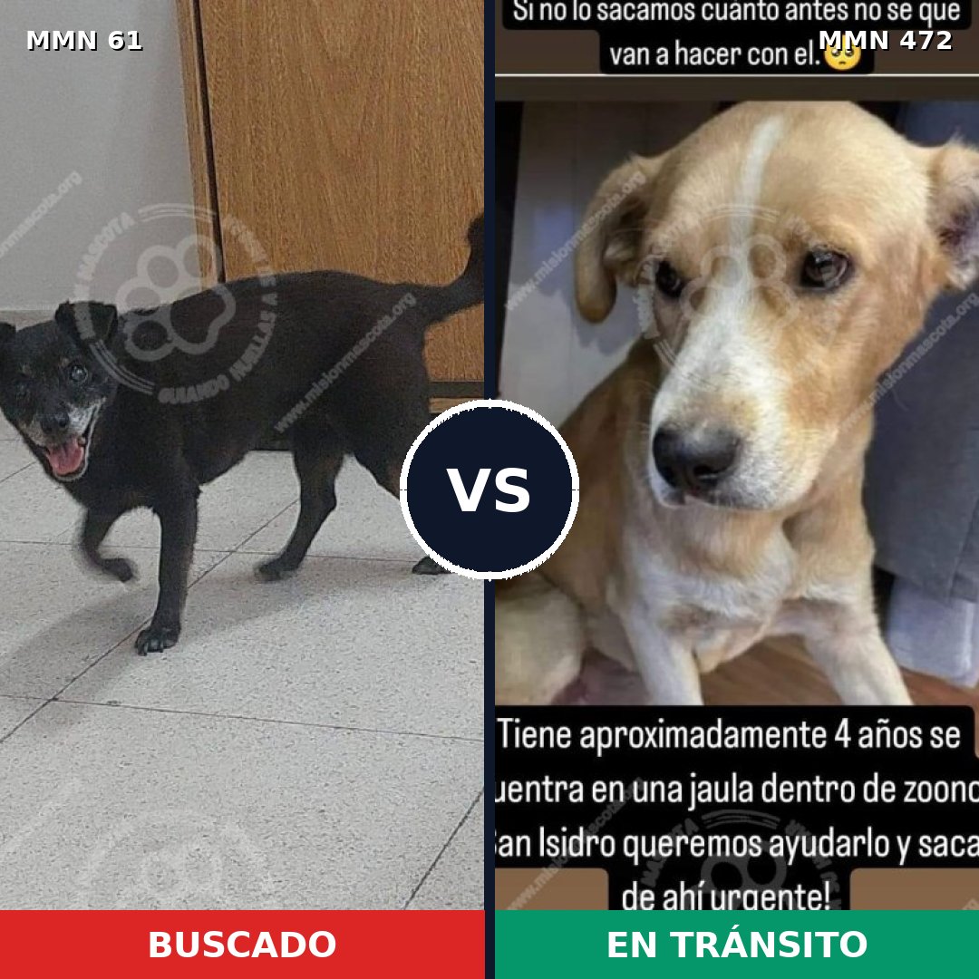Comparativa MMS 2280: mascota perdida y mascota encontrada, 69% de similitud