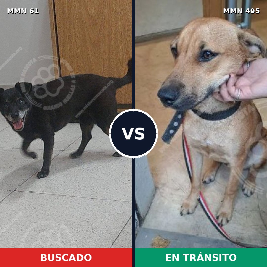 Comparativa MMS 2283: mascota perdida y mascota encontrada, 69% de similitud