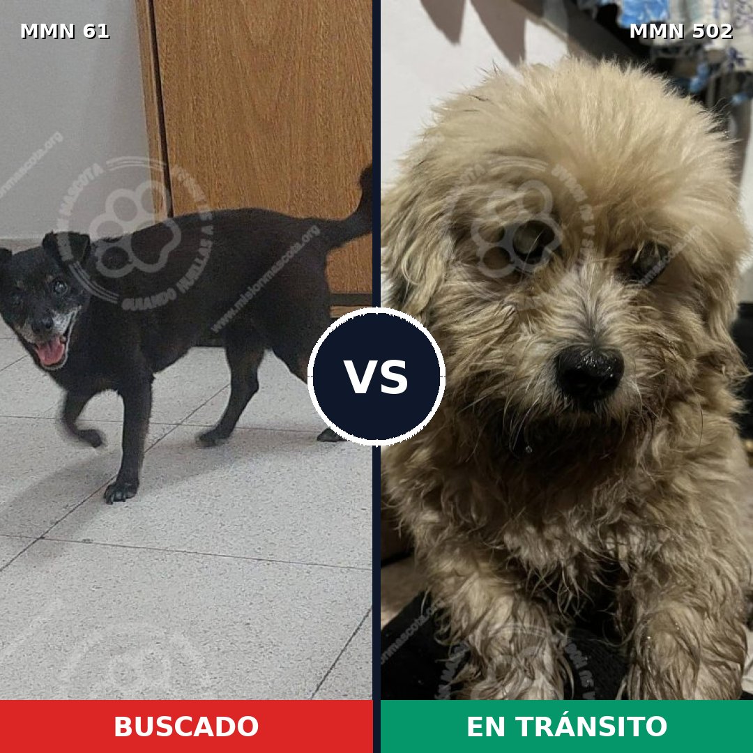 Comparativa MMS 2284: mascota perdida y mascota encontrada, 59% de similitud