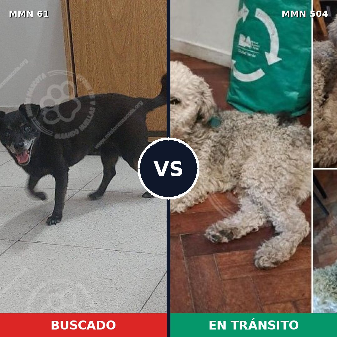 Comparativa MMS 2285: mascota perdida y mascota encontrada, 38% de similitud