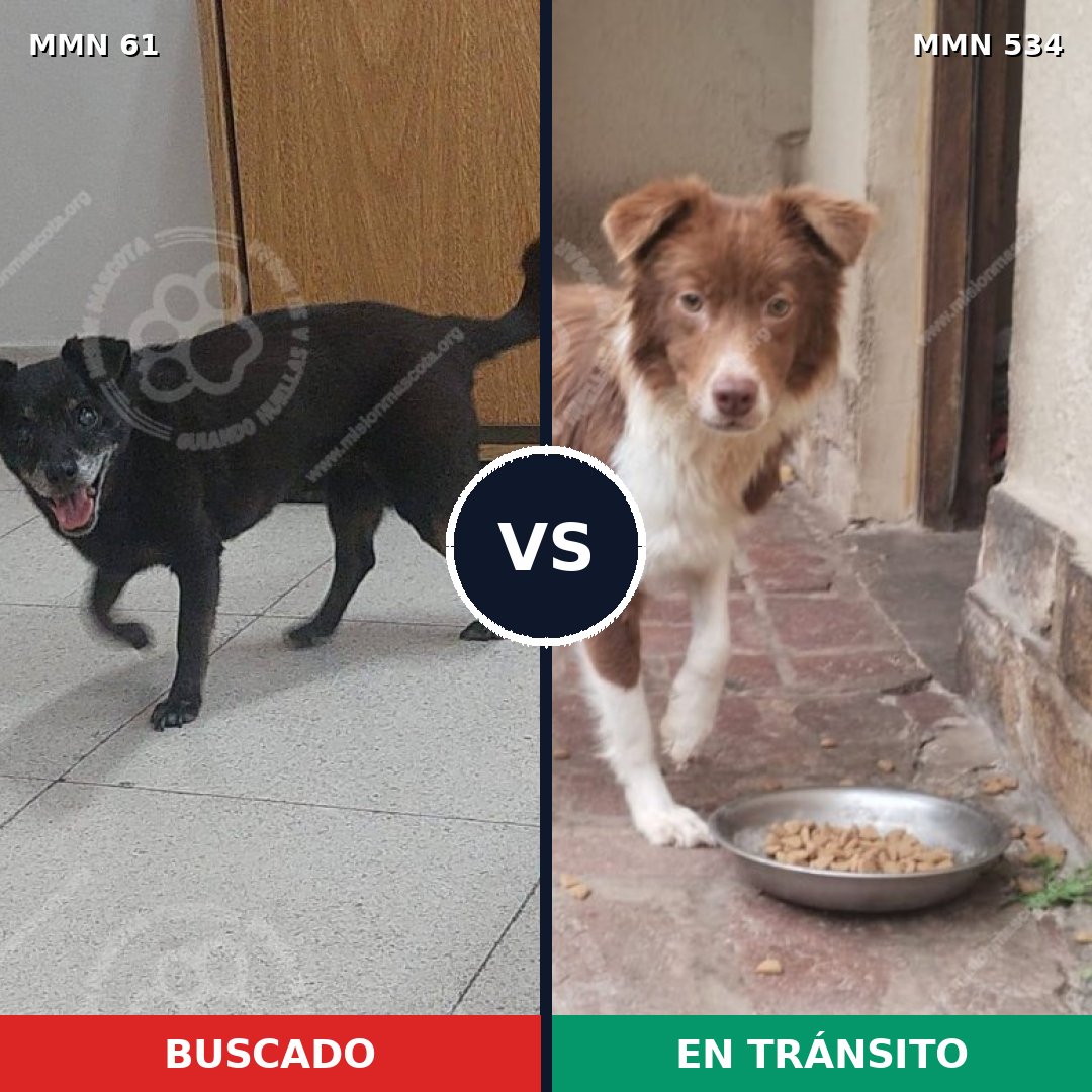 Comparativa MMS 2287: mascota perdida y mascota encontrada, 68% de similitud