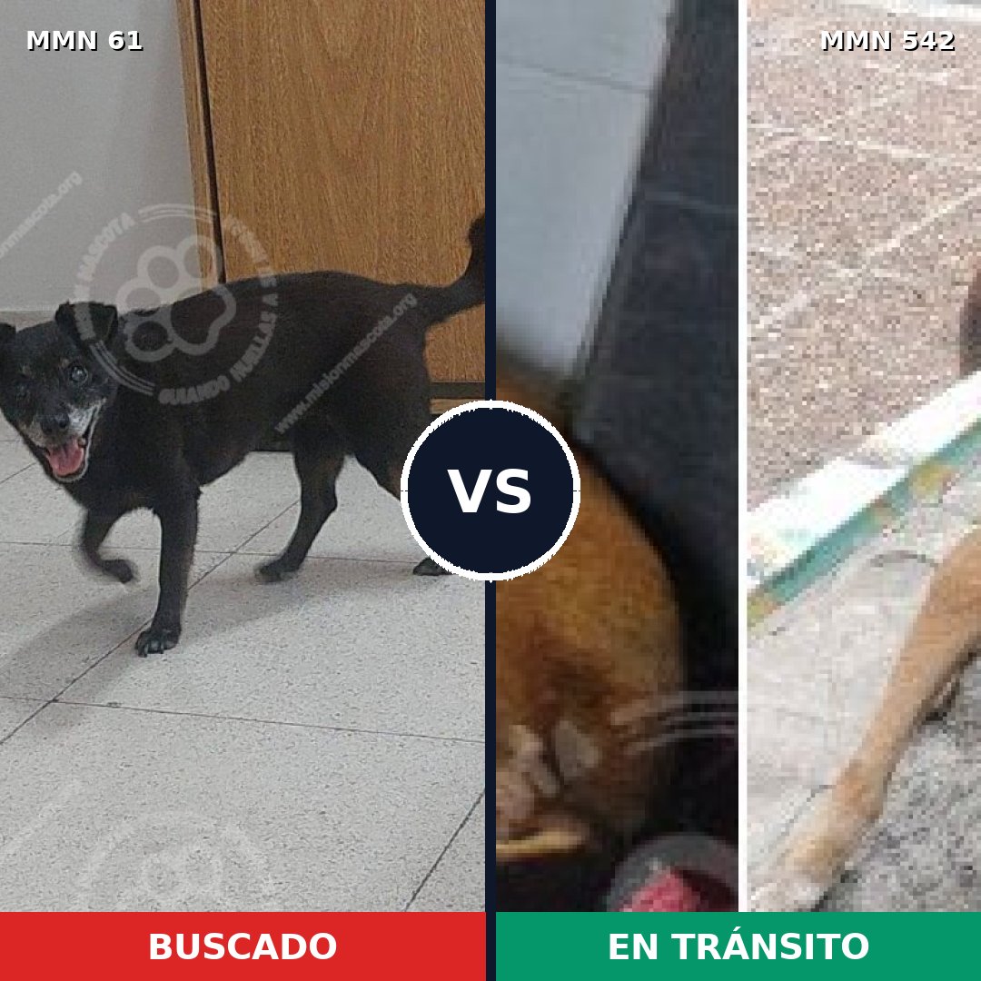 Comparativa MMS 2288: mascota perdida y mascota encontrada, 66% de similitud