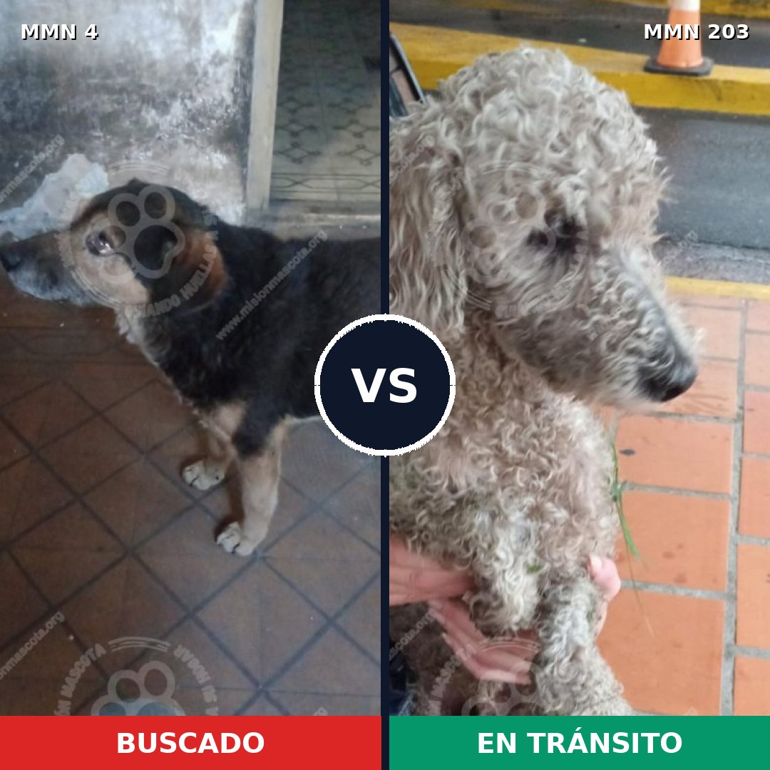 Comparativa MMS 229: mascota perdida y mascota encontrada, 31% de similitud