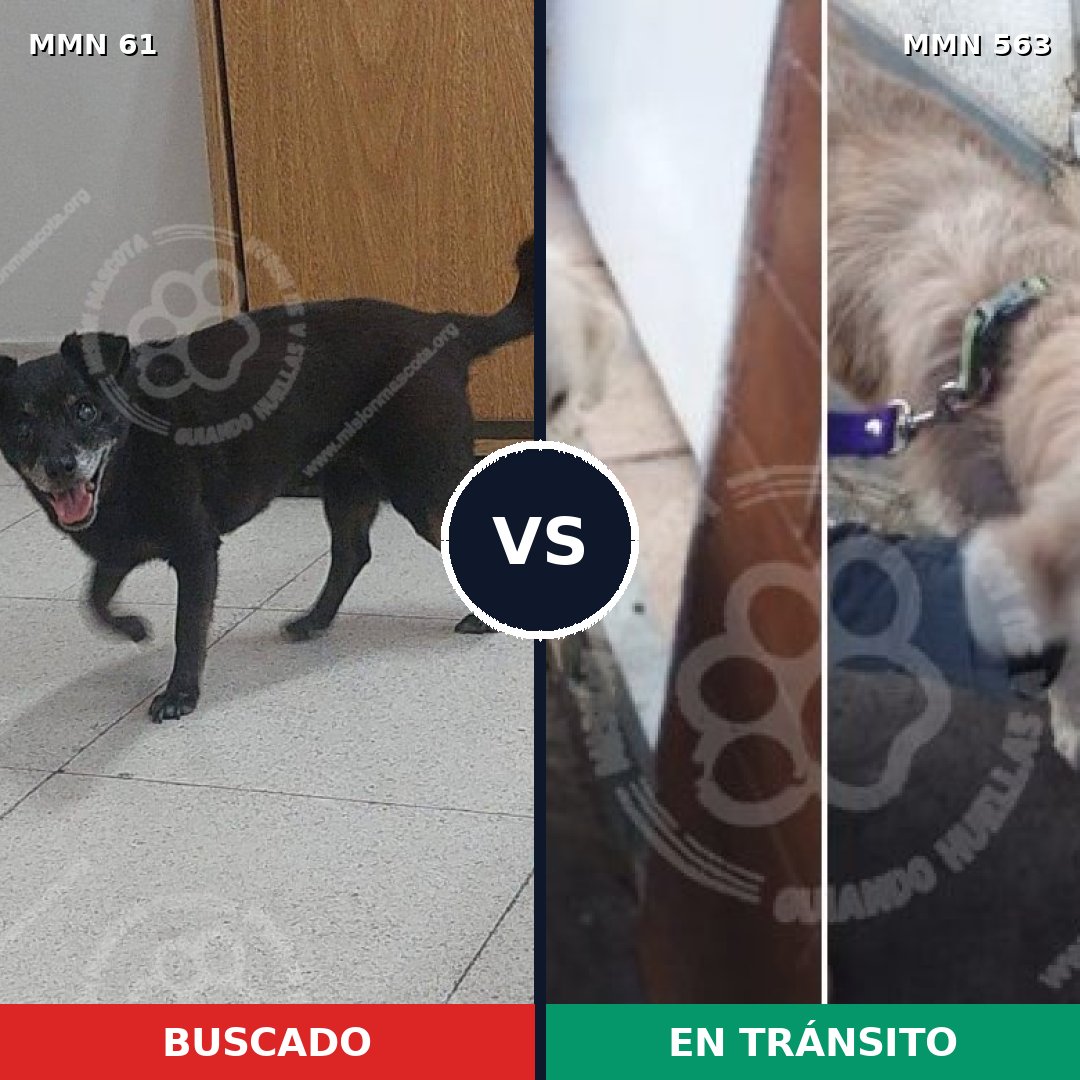 Comparativa MMS 2290: mascota perdida y mascota encontrada, 39% de similitud