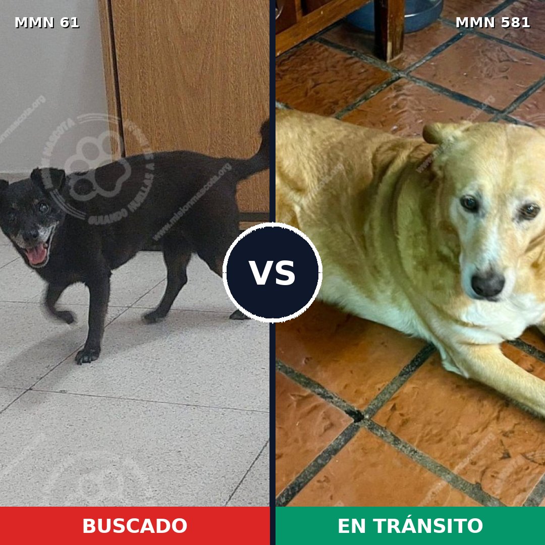 Comparativa MMS 2293: mascota perdida y mascota encontrada, 57% de similitud