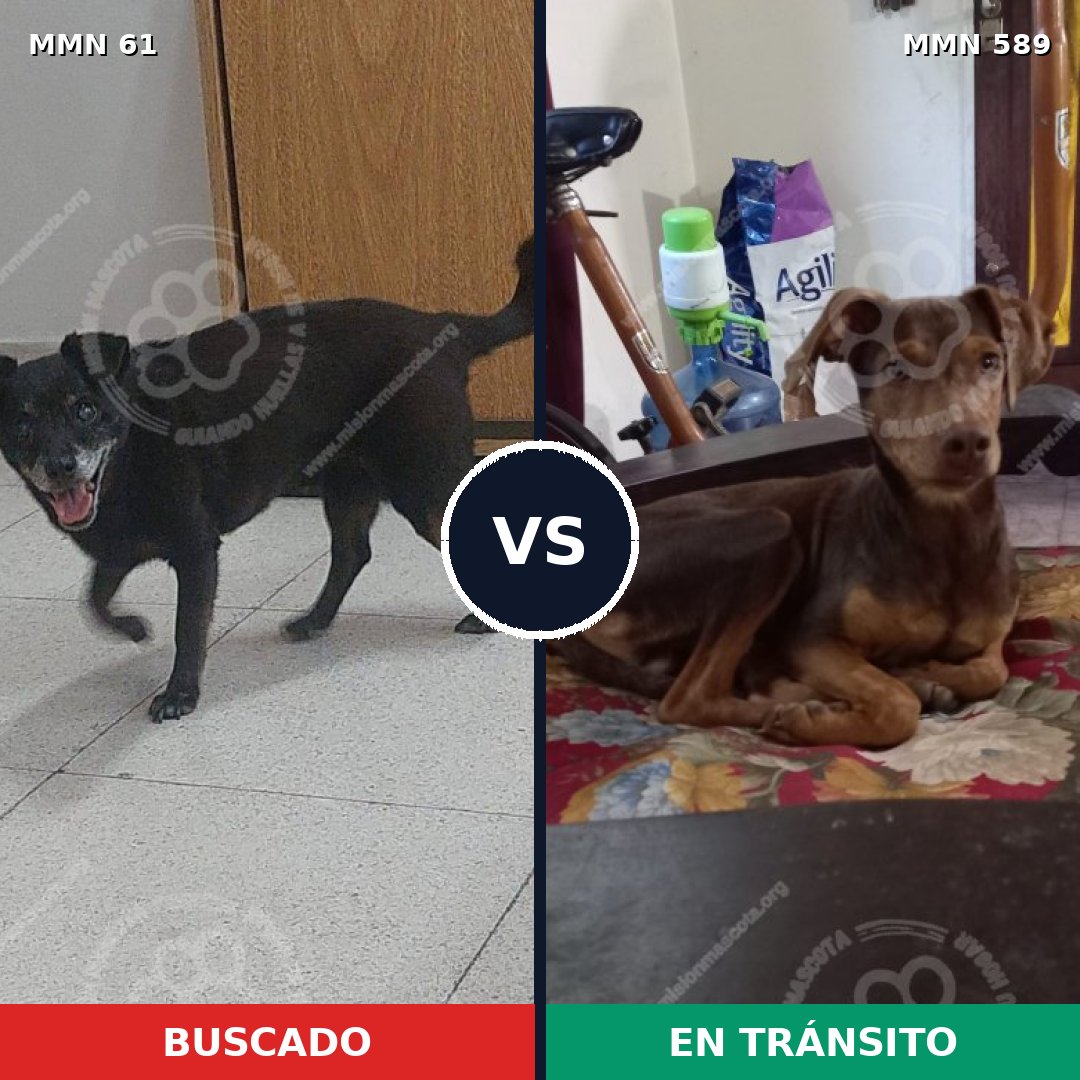Comparativa MMS 2294: mascota perdida y mascota encontrada, 48% de similitud