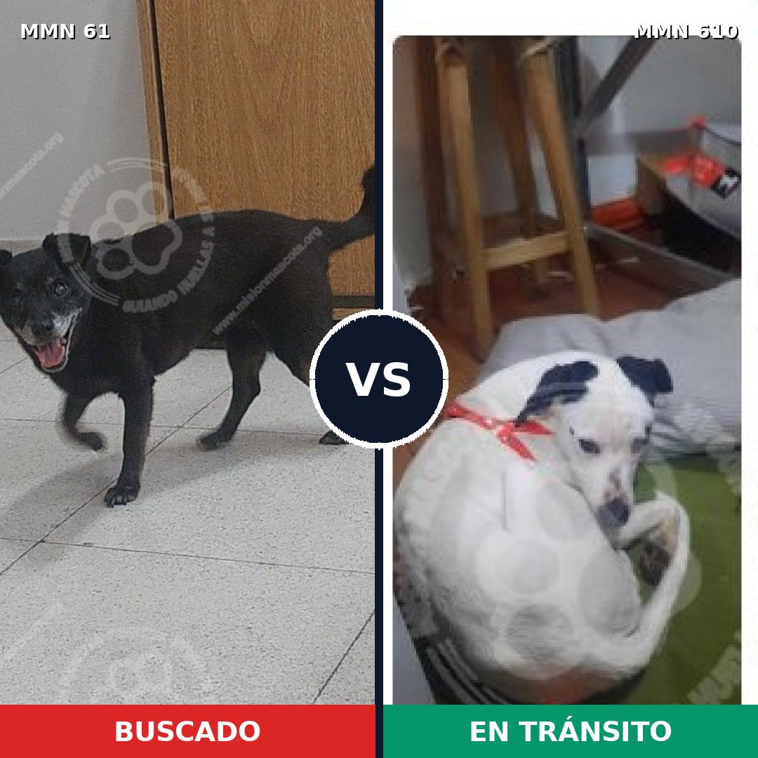 Comparativa MMS 2295: mascota perdida y mascota encontrada, 75% de similitud