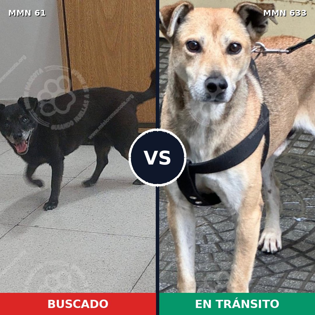 Comparativa MMS 2297: mascota perdida y mascota encontrada, 71% de similitud
