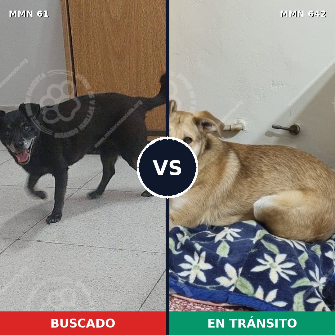 Comparativa MMS 2298: mascota perdida y mascota encontrada, 54% de similitud