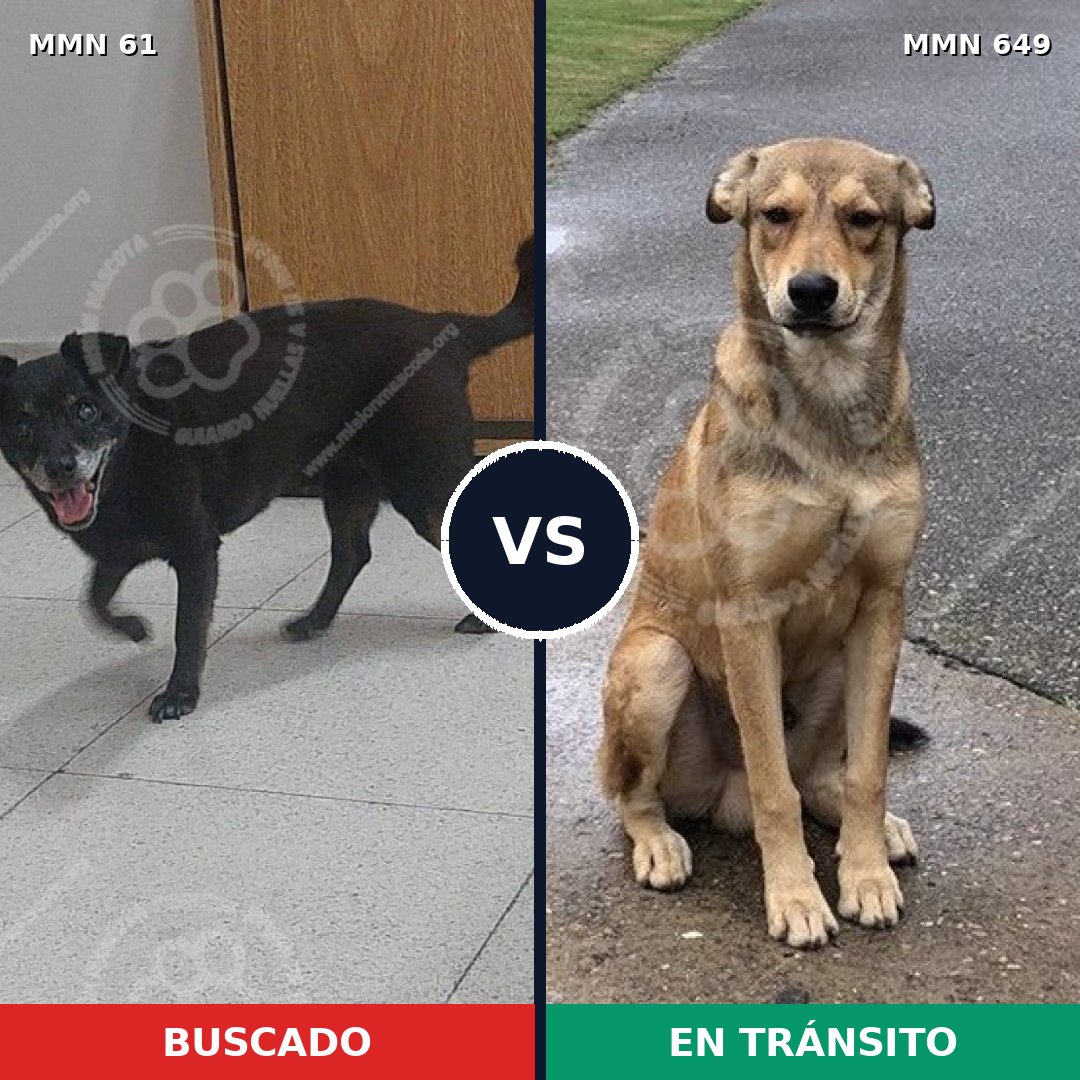 Comparativa MMS 2299: mascota perdida y mascota encontrada, 27% de similitud