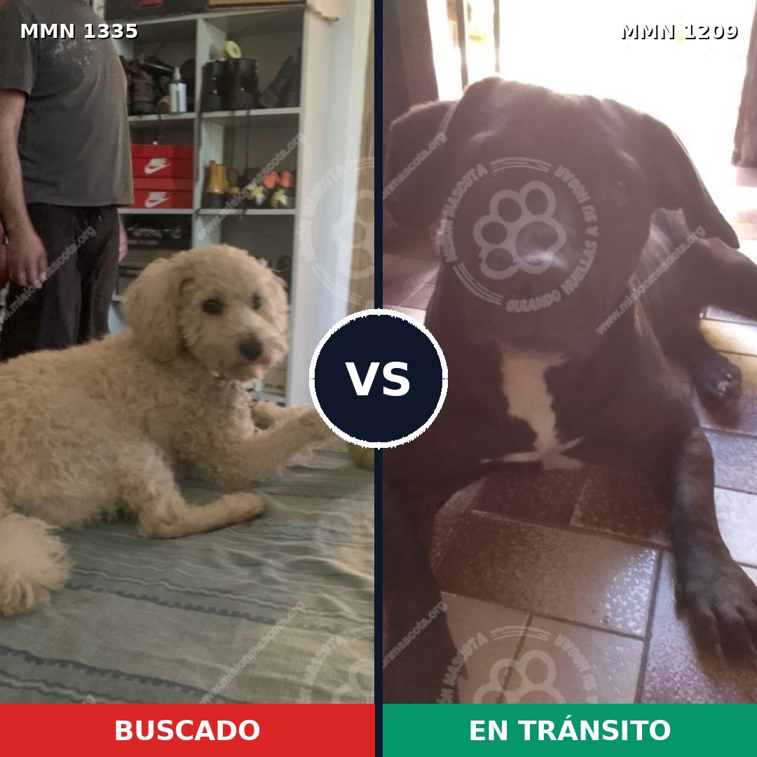 Comparativa MMS 22991: mascota perdida y mascota encontrada, 29% de similitud