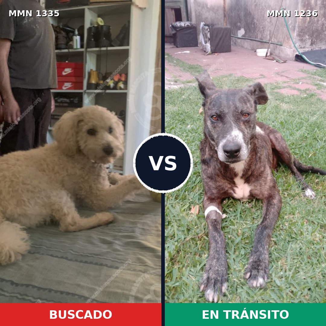 Comparativa MMS 22993: mascota perdida y mascota encontrada, 22% de similitud