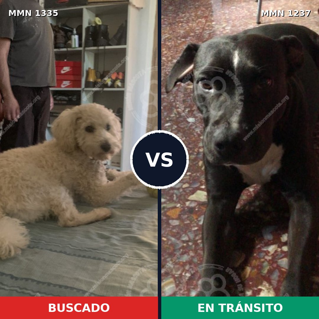 Comparativa MMS 22994: mascota perdida y mascota encontrada, 37% de similitud