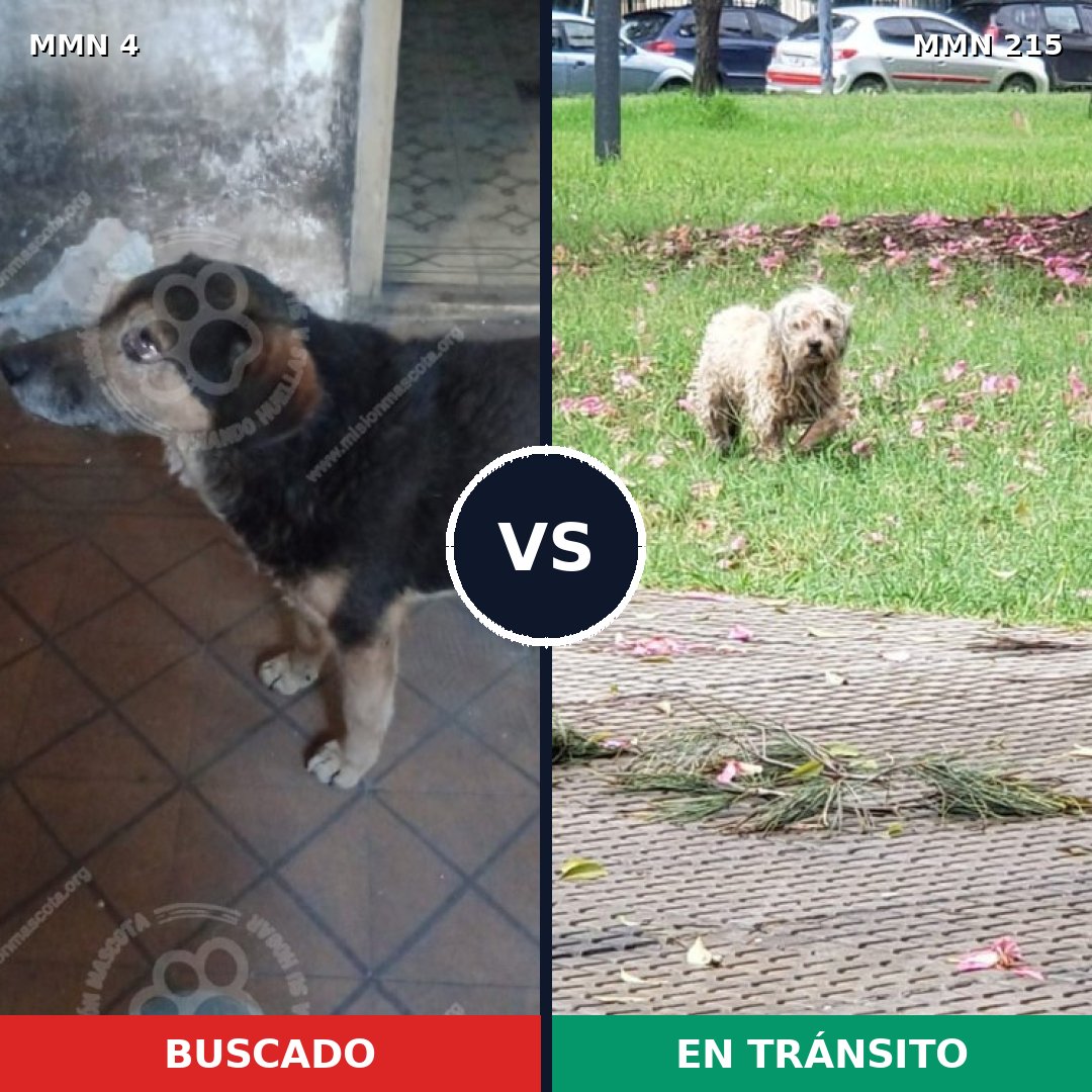 Comparativa MMS 230: mascota perdida y mascota encontrada, 65% de similitud