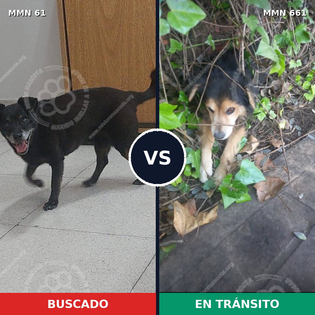 Comparativa MMS 2300: mascota perdida y mascota encontrada, 30% de similitud