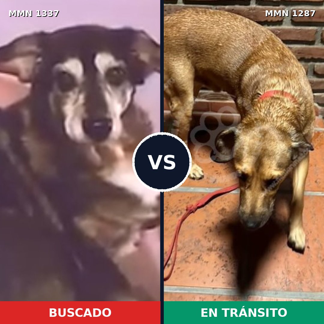 Comparativa MMS 23003: mascota perdida y mascota encontrada, 73% de similitud
