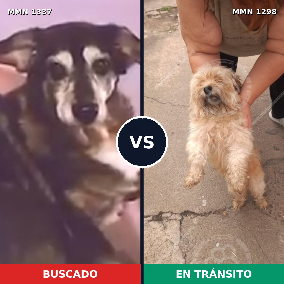 Comparativa MMS 23004: mascota perdida y mascota encontrada, 35% de similitud