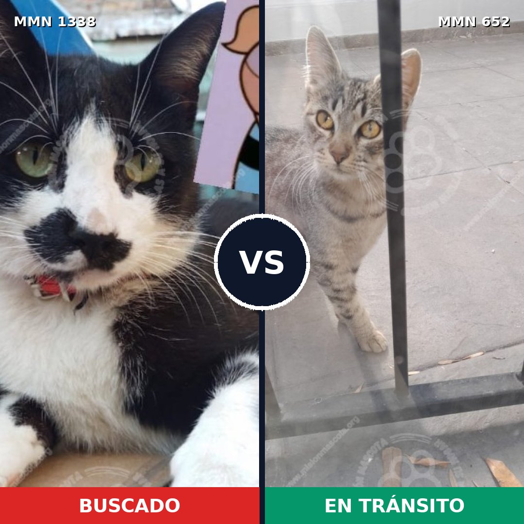 Comparativa MMS 23008: mascota perdida y mascota encontrada, 34% de similitud