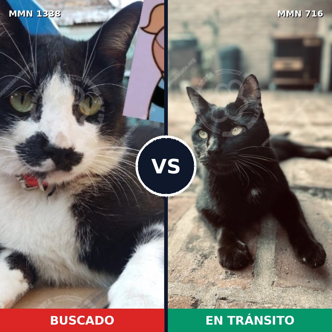 Comparativa MMS 23009: mascota perdida y mascota encontrada, 54% de similitud