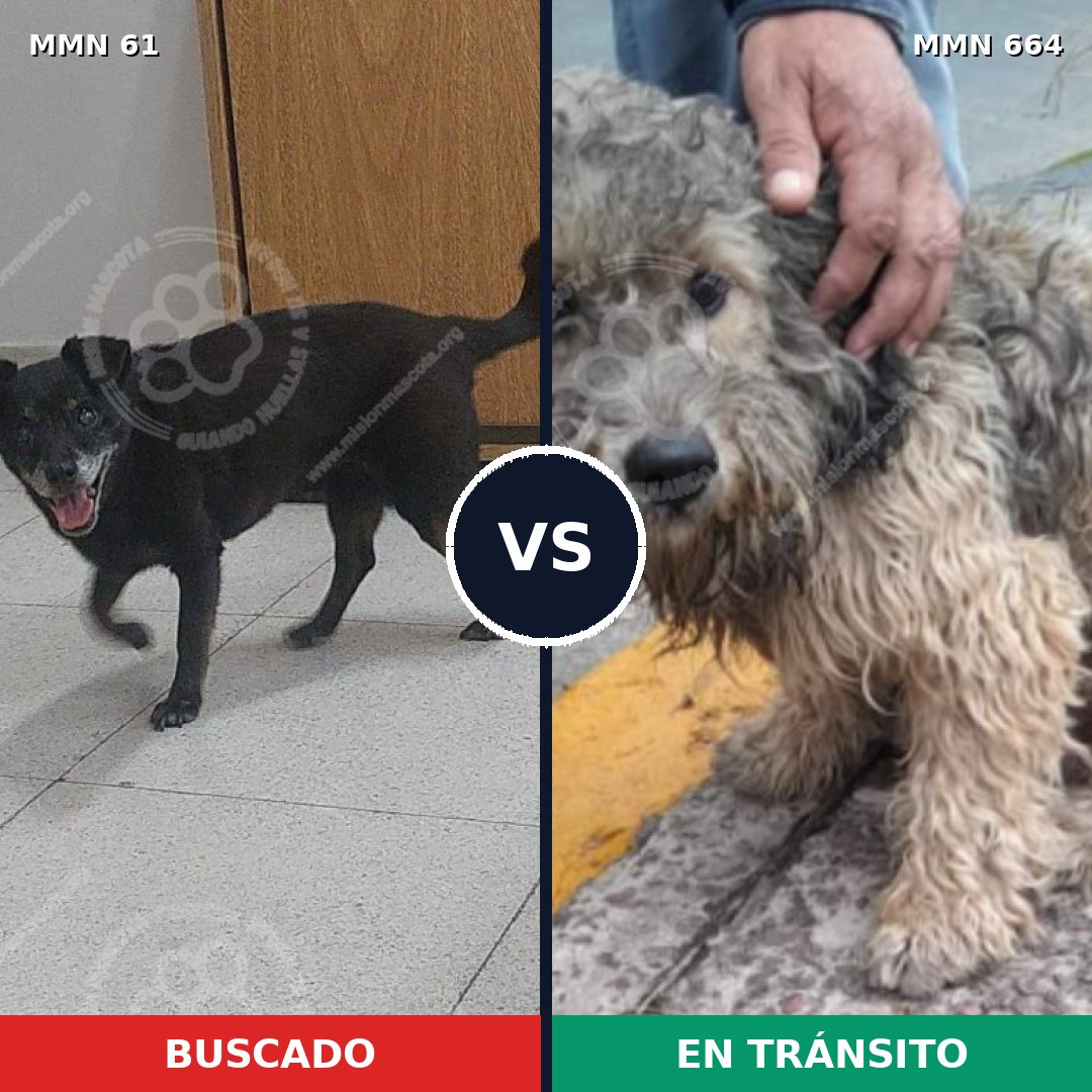 Comparativa MMS 2301: mascota perdida y mascota encontrada, 75% de similitud