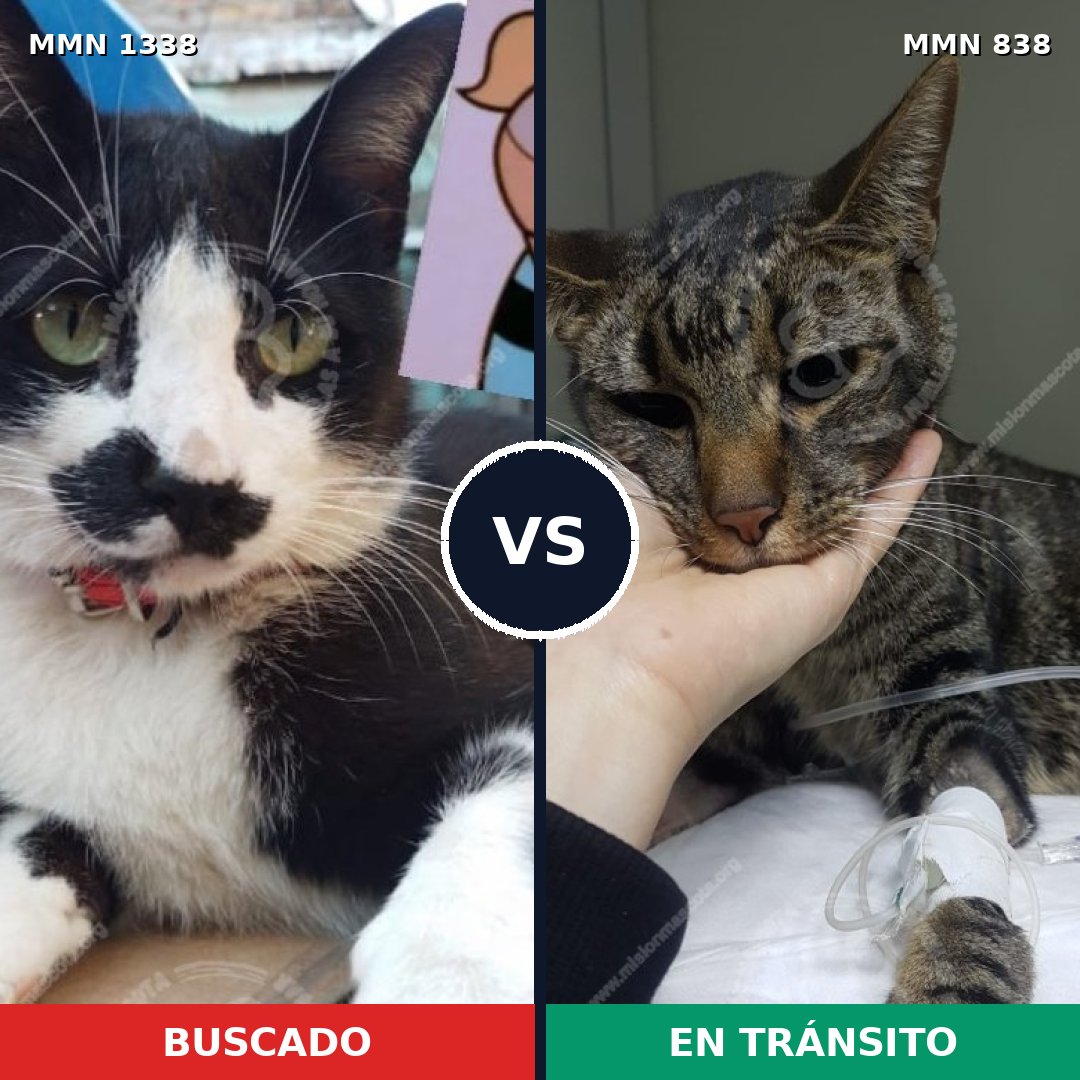 Comparativa MMS 23010: mascota perdida y mascota encontrada, 33% de similitud