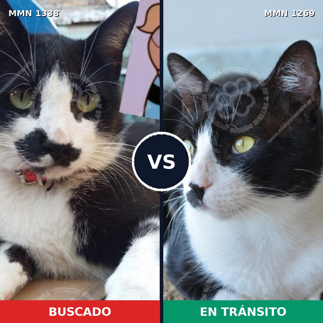 Comparativa MMS 23011: mascota perdida y mascota encontrada, 73% de similitud
