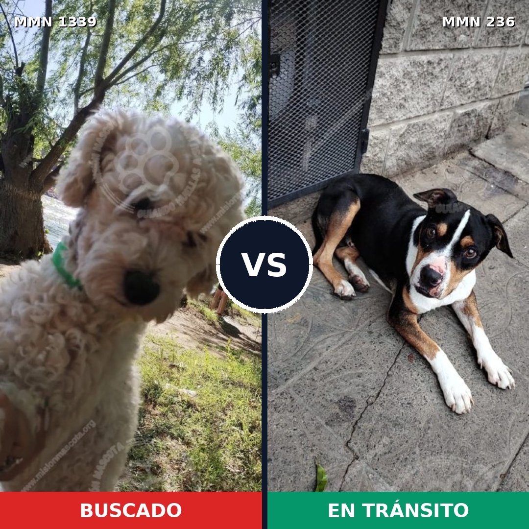 Comparativa MMS 23012: mascota perdida y mascota encontrada, 34% de similitud