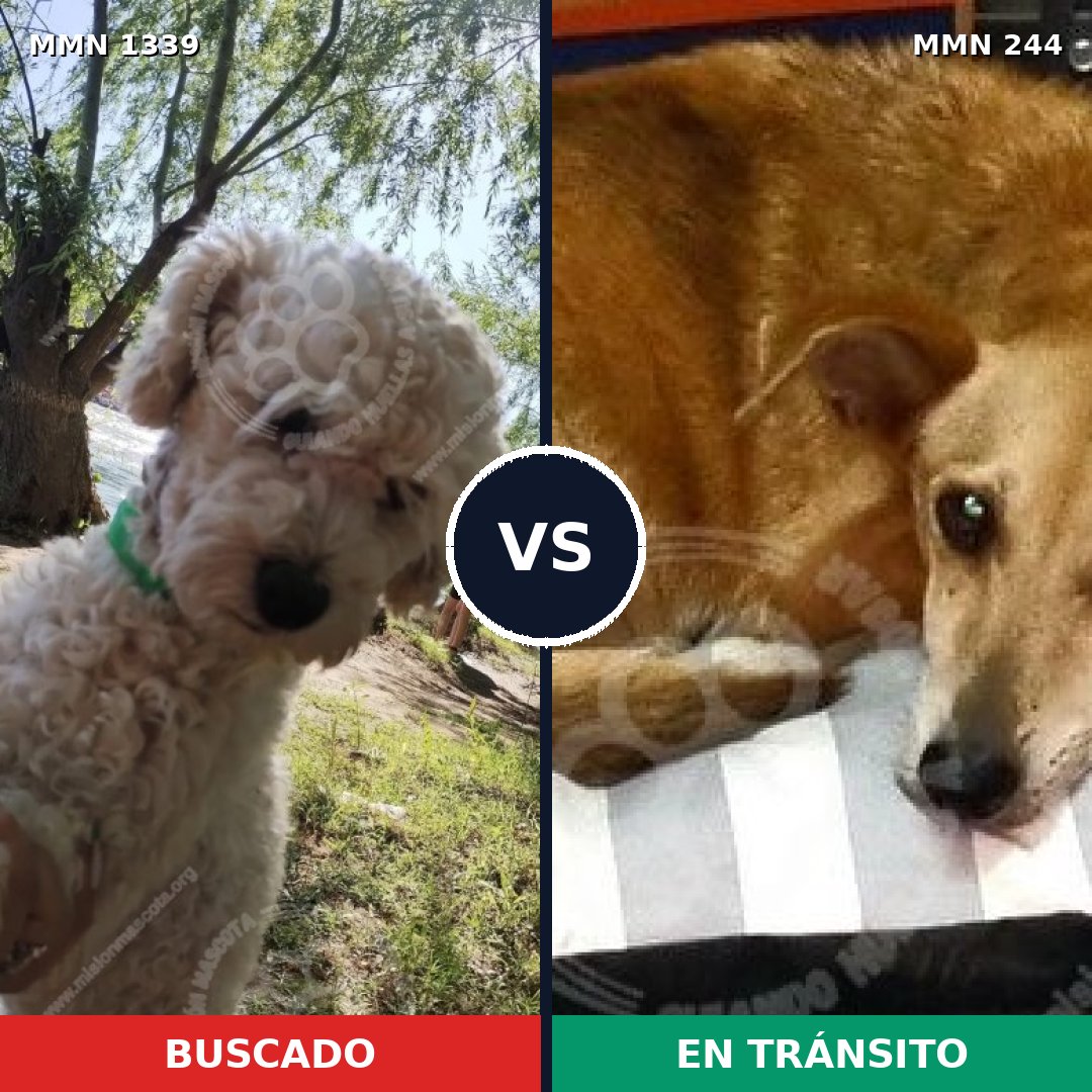 Comparativa MMS 23014: mascota perdida y mascota encontrada, 32% de similitud
