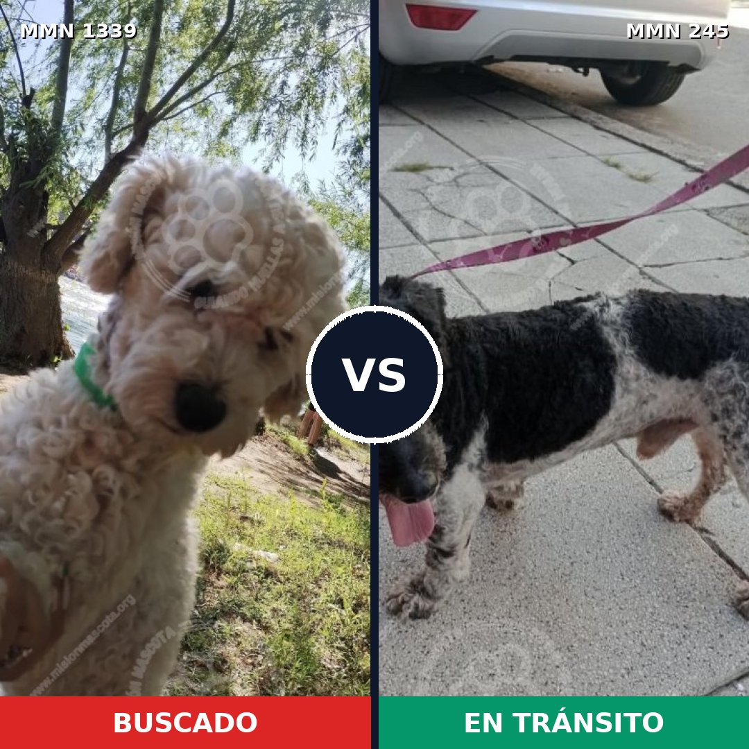 Comparativa MMS 23015: mascota perdida y mascota encontrada, 36% de similitud