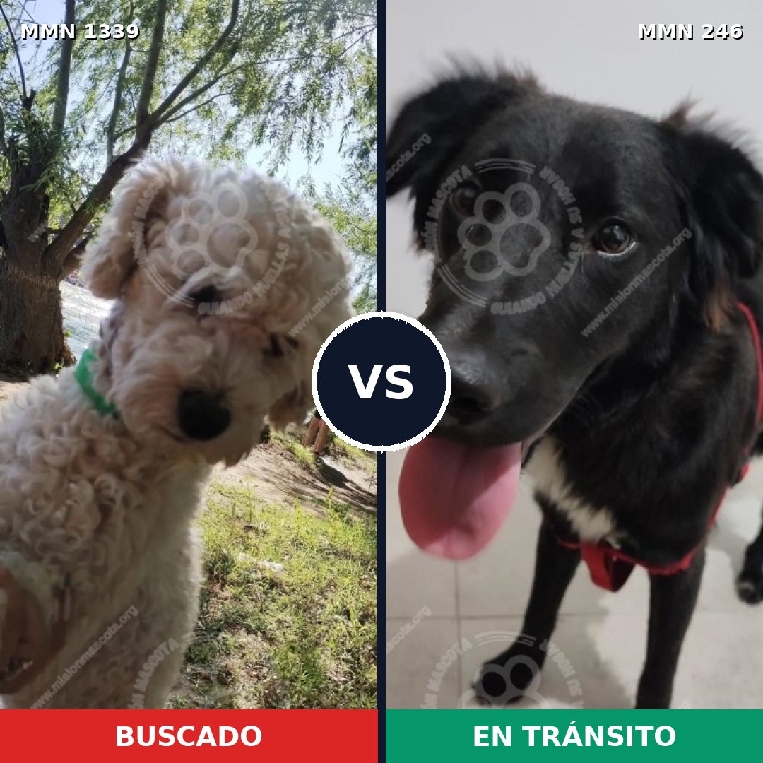 Comparativa MMS 23016: mascota perdida y mascota encontrada, 36% de similitud