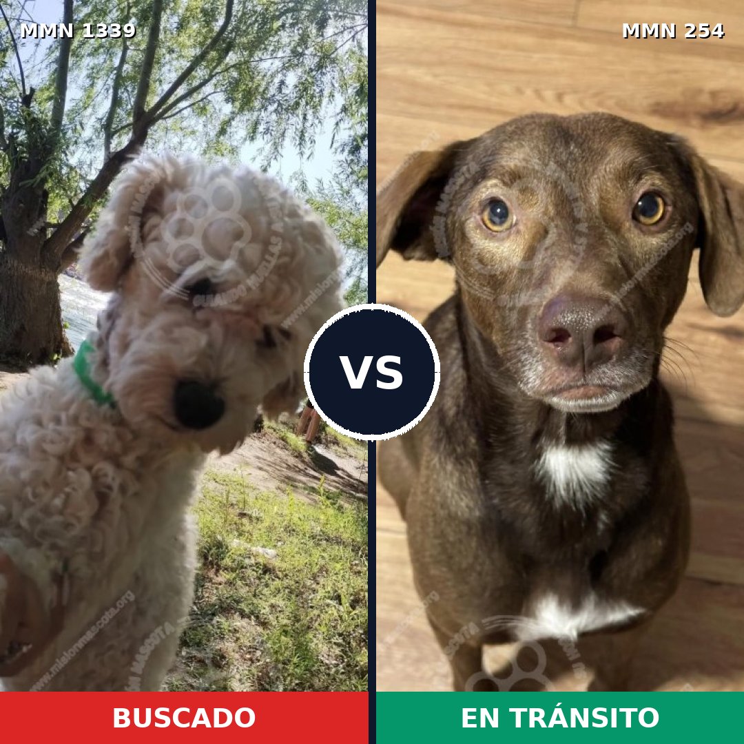 Comparativa MMS 23018: mascota perdida y mascota encontrada, 34% de similitud