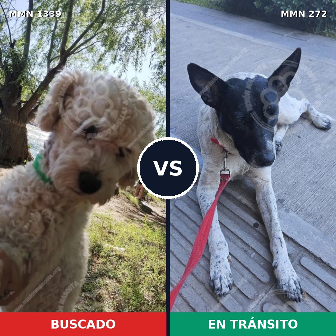 Comparativa MMS 23020: mascota perdida y mascota encontrada, 35% de similitud