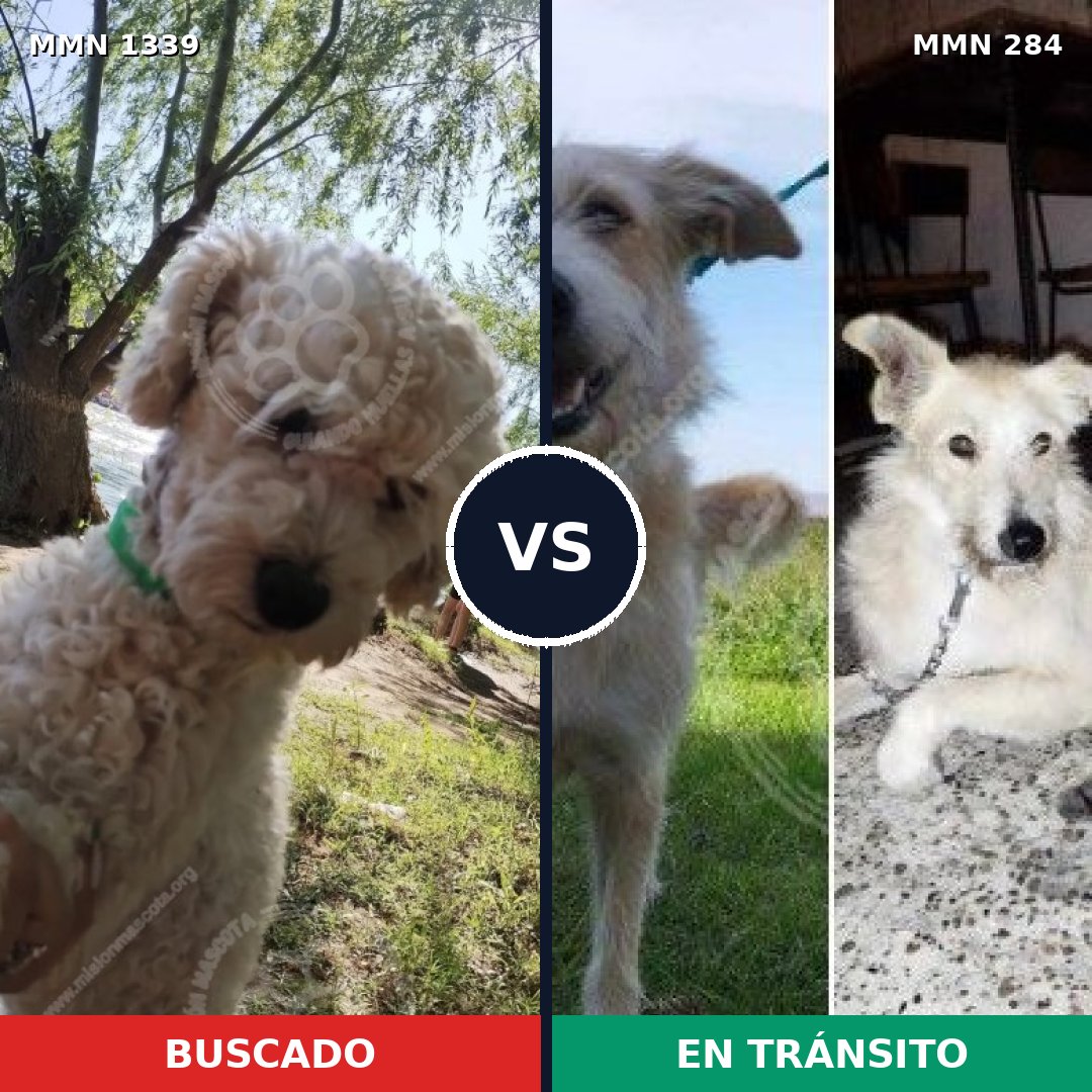 Comparativa MMS 23021: mascota perdida y mascota encontrada, 37% de similitud