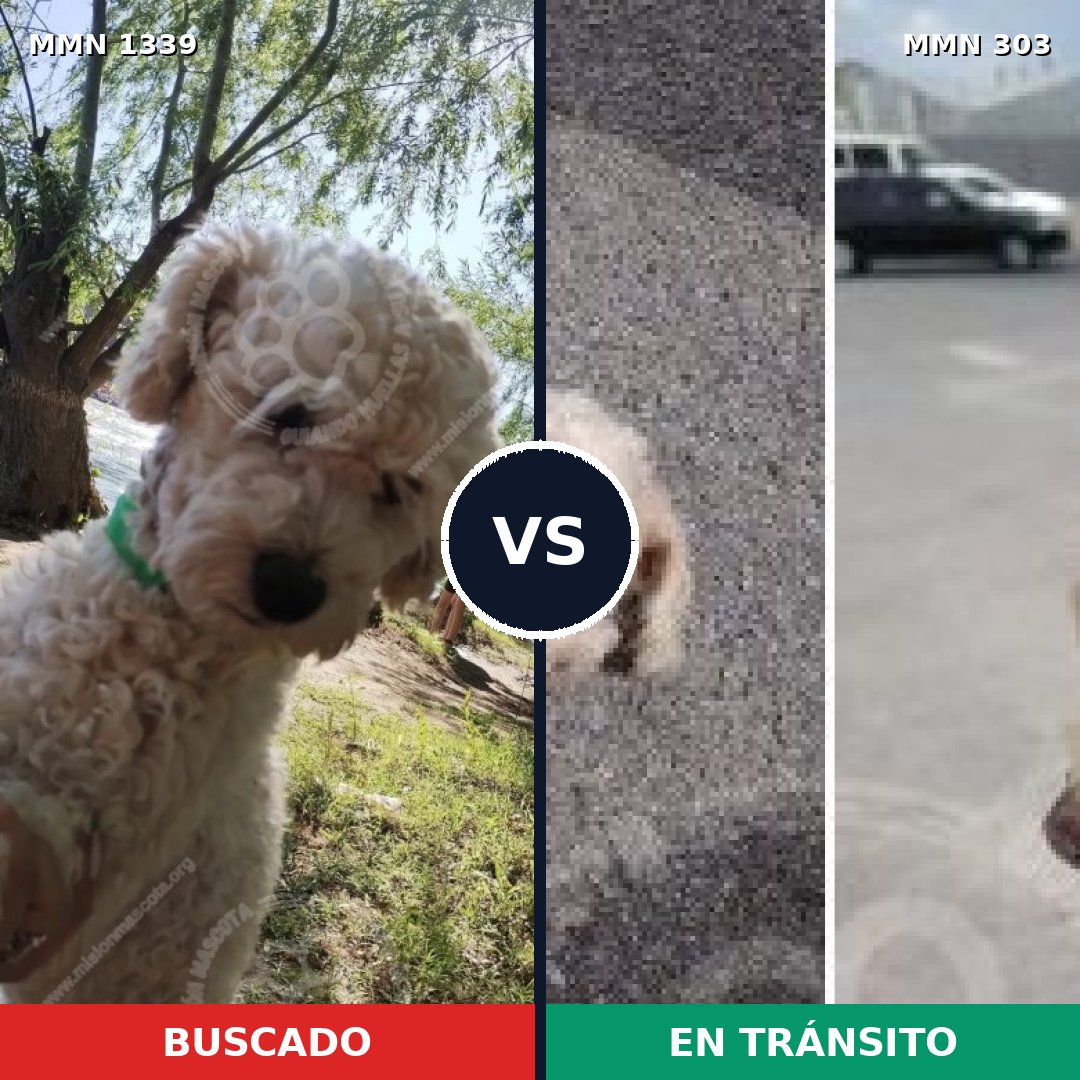 Comparativa MMS 23022: mascota perdida y mascota encontrada, 64% de similitud