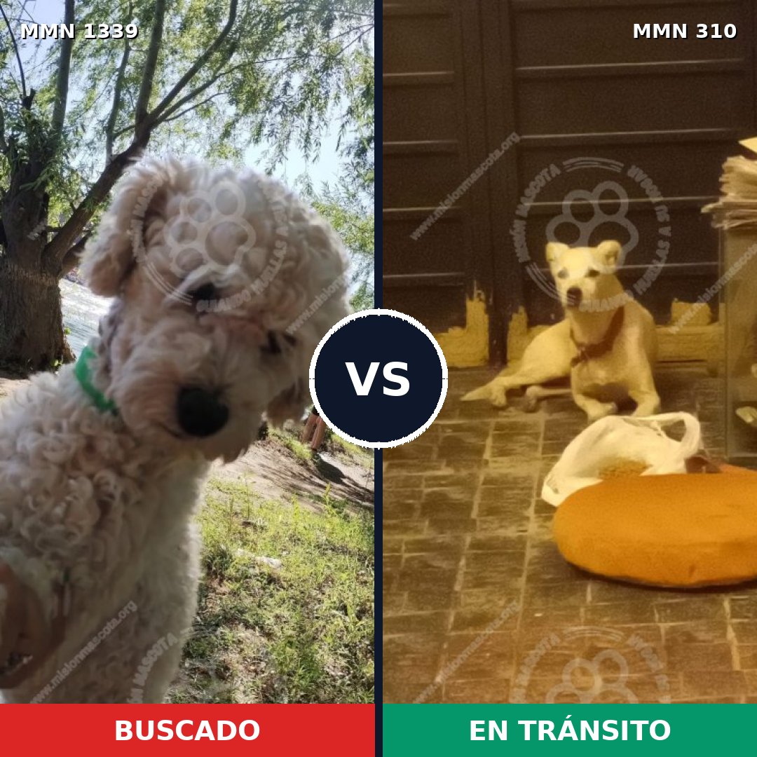 Comparativa MMS 23023: mascota perdida y mascota encontrada, 48% de similitud