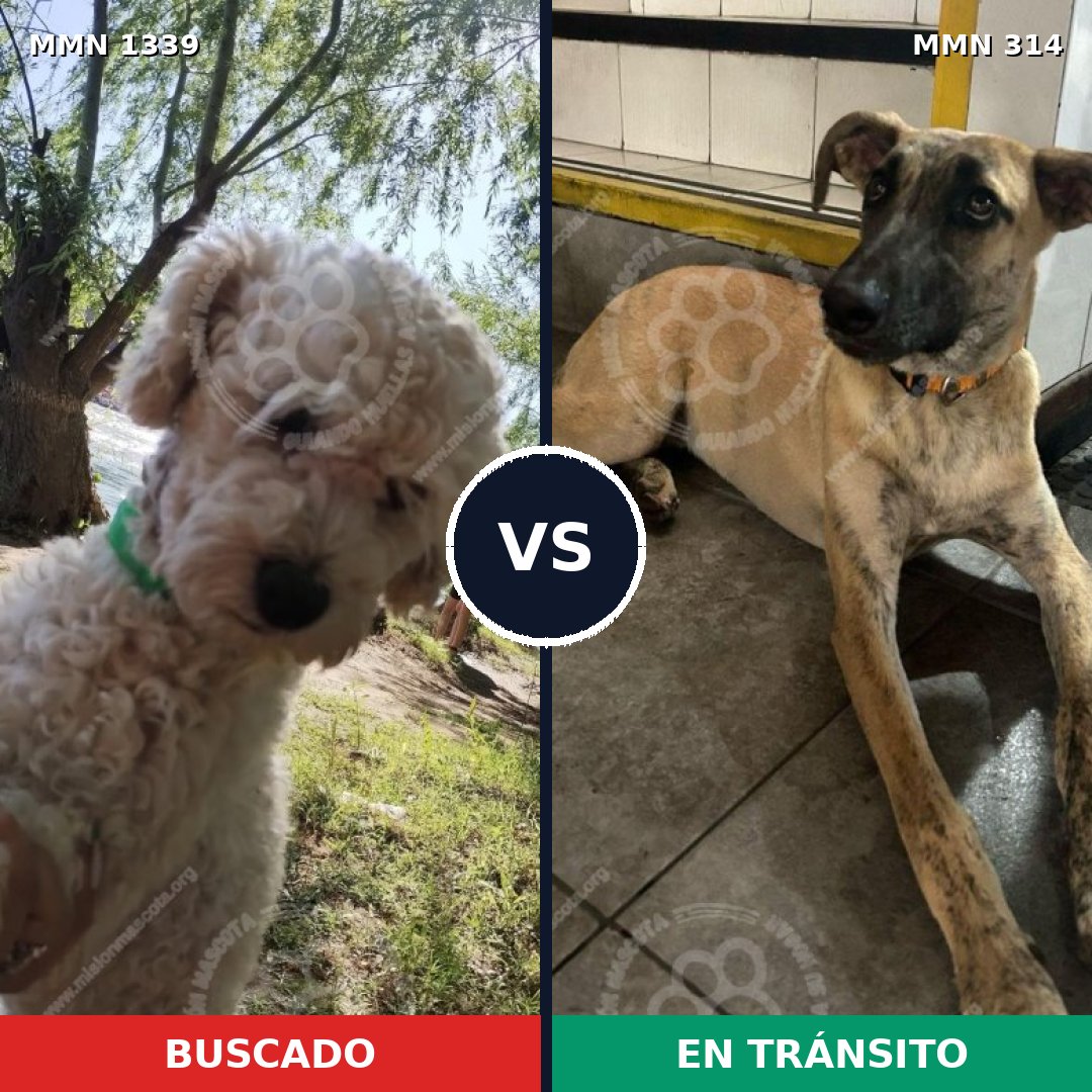 Comparativa MMS 23024: mascota perdida y mascota encontrada, 26% de similitud