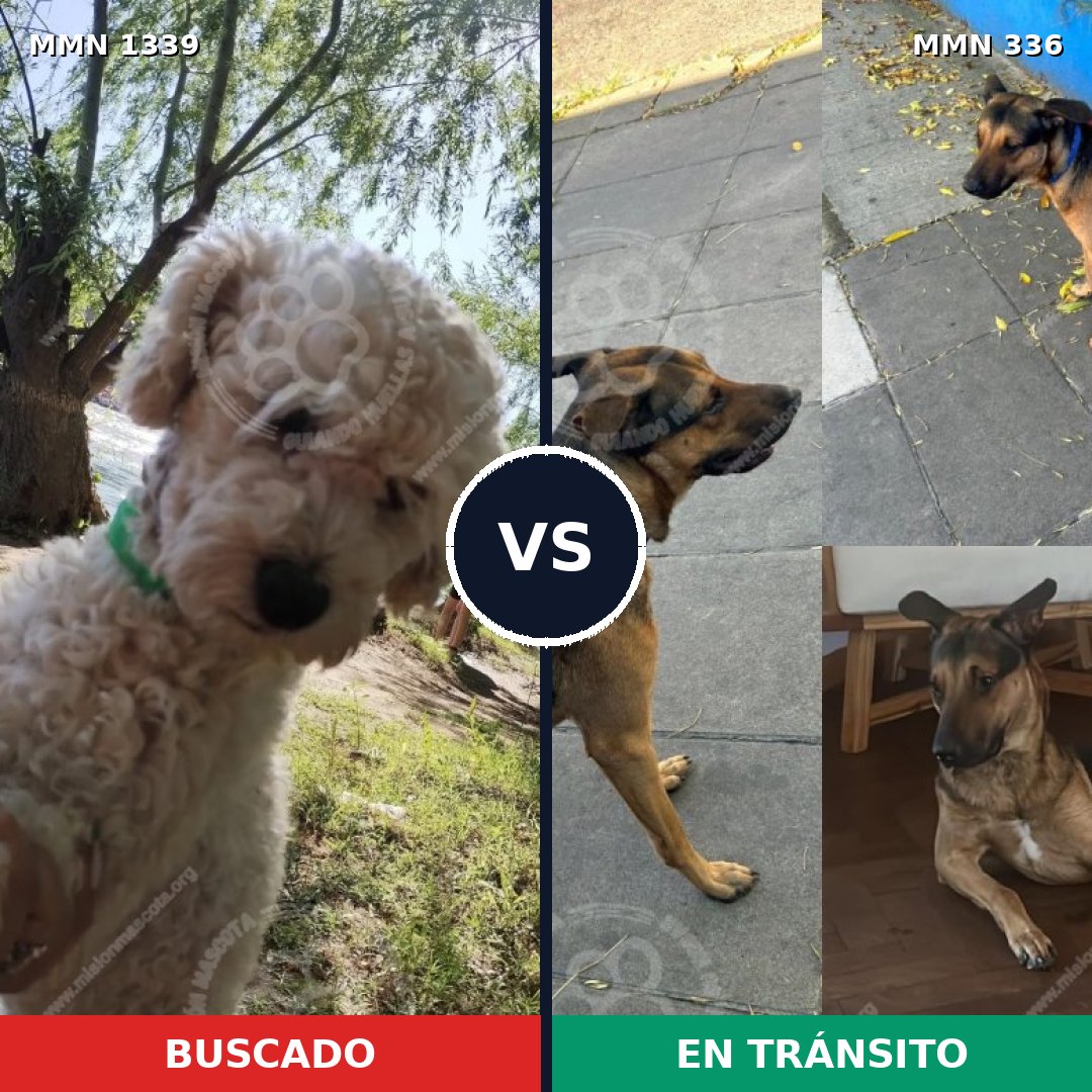 Comparativa MMS 23025: mascota perdida y mascota encontrada, 39% de similitud