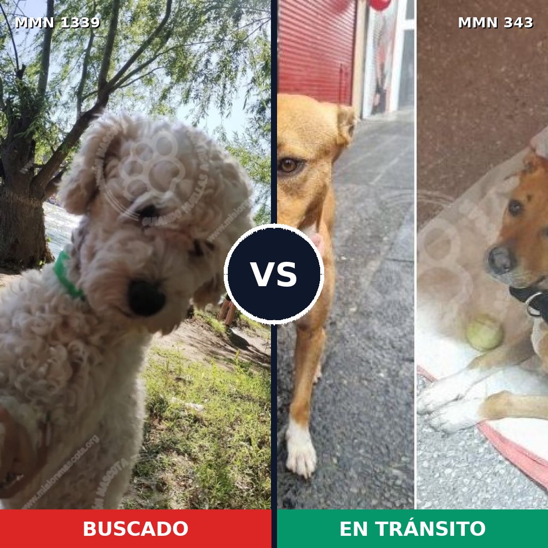 Comparativa MMS 23026: mascota perdida y mascota encontrada, 40% de similitud